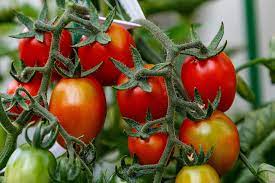 which vitamins are in tomatoes