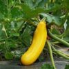 yellow zucchini
