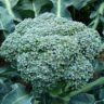 All about picking broccoli