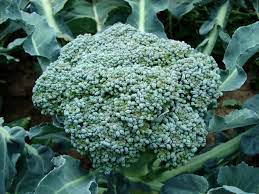 All about picking broccoli