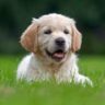 Can Dogs Eat Broccoli And Cauliflower