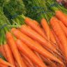 How to Grow Carrots