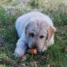 are carrots good for dogs
