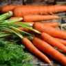 are carrots good for your eyes