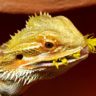 can bearded dragons eat broccoli