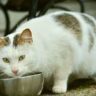 can cats eat broccoli