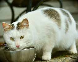 can cats eat broccoli