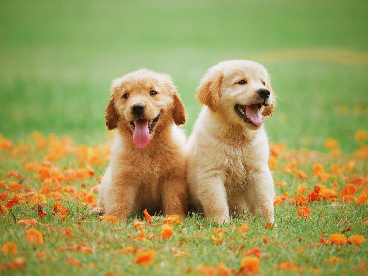 can dogs eat broccoli stalks