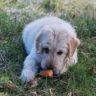 can dogs eat carrots