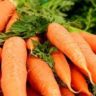 can dogs eat raw carrots