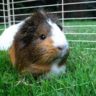 can guinea pigs eat broccoli