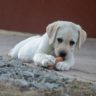 can puppies eat carrots