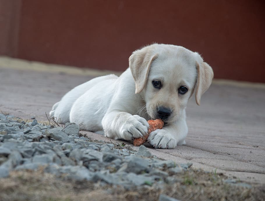 can puppies eat carrots