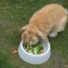 can rabbits eat broccoli
