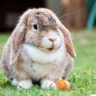 can rabbits eat carrots