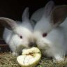 can rabbits eat fruit and vegetables