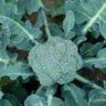 can you eat broccoli leaves