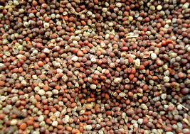 do mustard seeds have gluten