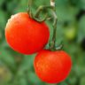 explaining why tomato is a fruit or a vegetable