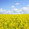 how do you harvest mustard seeds
