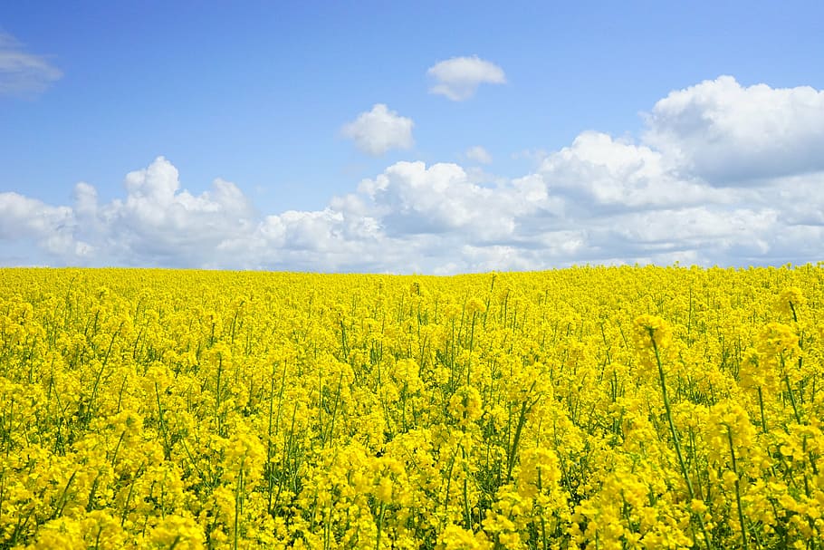 how do you harvest mustard seeds