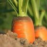 how long for carrots to grow