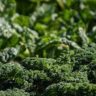 how to grow broccoli in australia