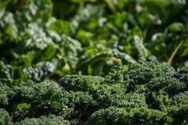 how to grow broccoli in australia