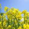 how to grow mustard from seeds