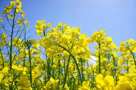 how to grow mustard from seeds
