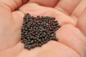 How To Grow Mustard Seeds Auscrops Com Au