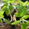 how to grow tomatoes from seed