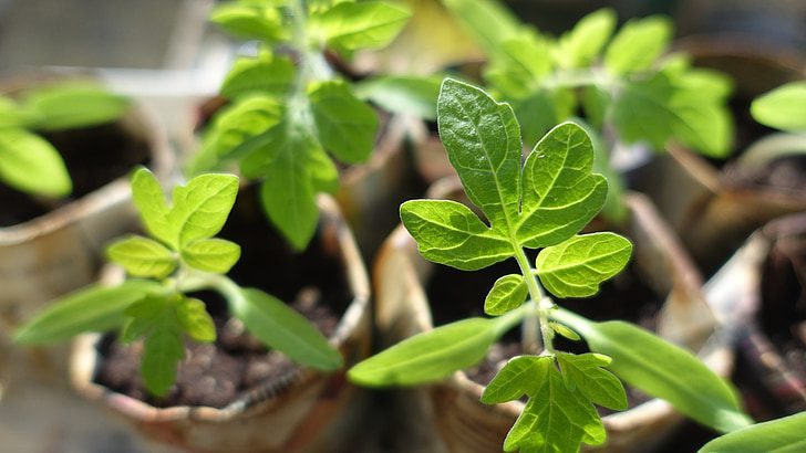 how to grow tomatoes from seed