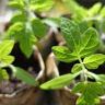 how to grow tomatoes in pots