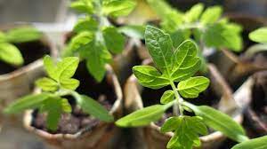 how to grow tomatoes in pots