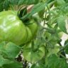 how to ripen green tomatoes