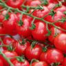 how to stake tomatoes