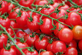 how to stake tomatoes
