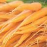 how to store carrots