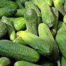 is a cucumber a fruit or vegetable and why