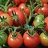 is a tomato a vegetable