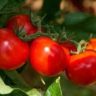 what are the vitamins in tomatoes