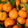 what fruit is a hybrid of mandarin orange and grapefruit