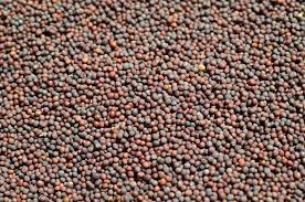what to do with black mustard seeds