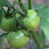 what to do with green tomatoes