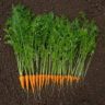when to harvest carrots