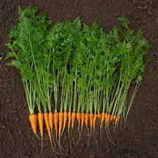 when to harvest carrots