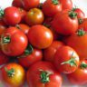 when to pick tomatoes