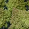 when to plant broccoli in melbourne