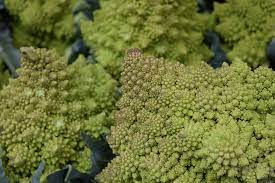 when to plant broccoli in melbourne